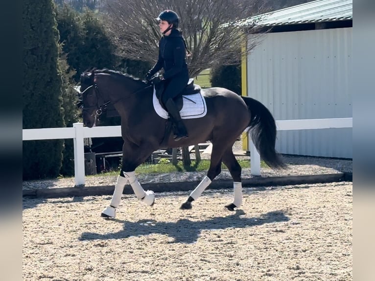 Más caballos centroeuropeos Caballo castrado 11 años 163 cm Negro in Schwäbisch Hall