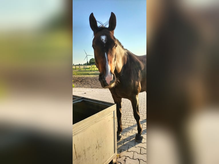 Más caballos centroeuropeos Mestizo Caballo castrado 11 años 164 cm Castaño in Kempen