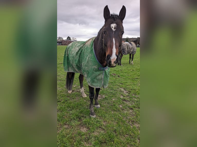 Más caballos centroeuropeos Mestizo Caballo castrado 11 años 164 cm Castaño in Kempen