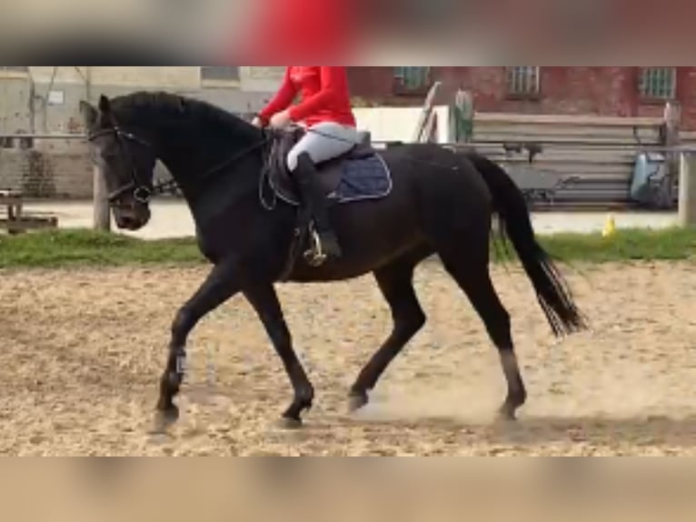 Más caballos centroeuropeos Caballo castrado 11 años 165 cm Castaño in Elze Esbeck