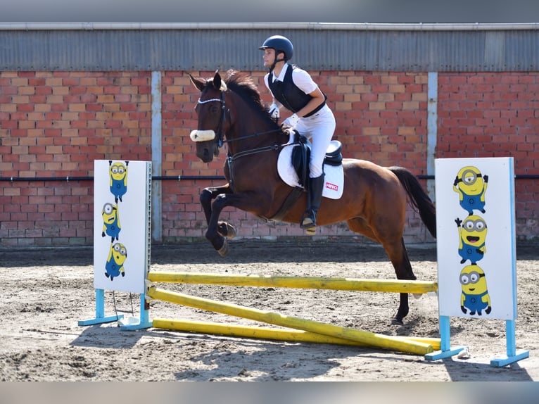 Más caballos centroeuropeos Caballo castrado 11 años 165 cm Castaño oscuro in Koekelare