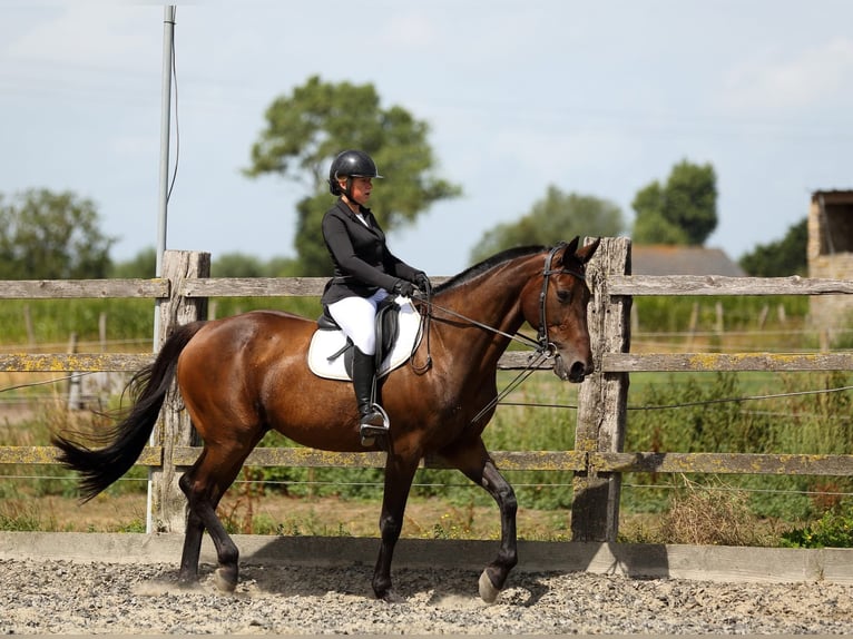 Más caballos centroeuropeos Caballo castrado 11 años 165 cm Castaño oscuro in Koekelare