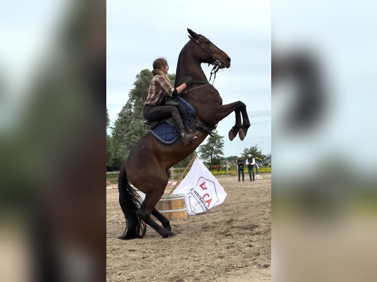 Más caballos centroeuropeos Caballo castrado 11 años 165 cm Castaño oscuro in Koekelare