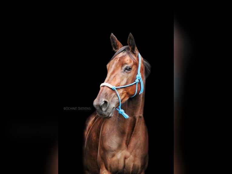 Más caballos centroeuropeos Caballo castrado 11 años 165 cm Castaño oscuro in Koekelare