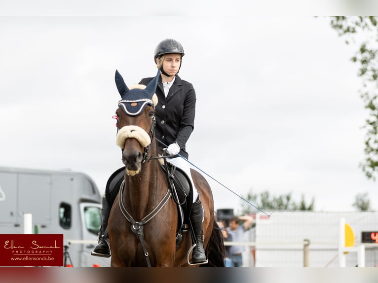 Más caballos centroeuropeos Caballo castrado 11 años 165 cm Castaño oscuro in Koekelare
