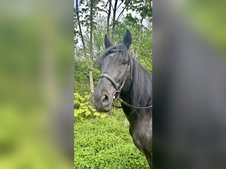 Más caballos centroeuropeos Caballo castrado 11 años 165 cm Negro in Pelmberg