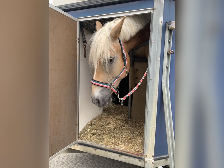 Más caballos centroeuropeos Caballo castrado 11 años 165 cm Palomino in Kühlenthal
