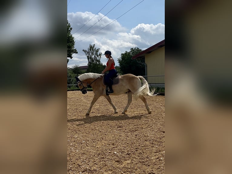 Más caballos centroeuropeos Caballo castrado 11 años 165 cm Palomino in Kühlenthal