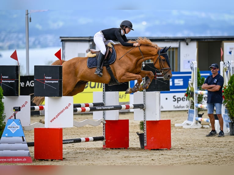 Más caballos centroeuropeos Caballo castrado 11 años 166 cm Alazán in Wädenswil