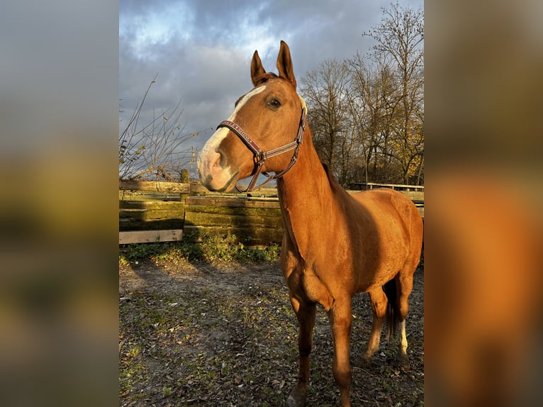 Más caballos centroeuropeos Caballo castrado 11 años 168 cm Alazán in Pucking