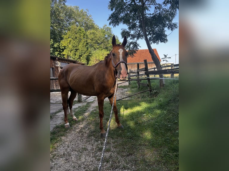 Más caballos centroeuropeos Caballo castrado 11 años 168 cm Alazán in Pucking