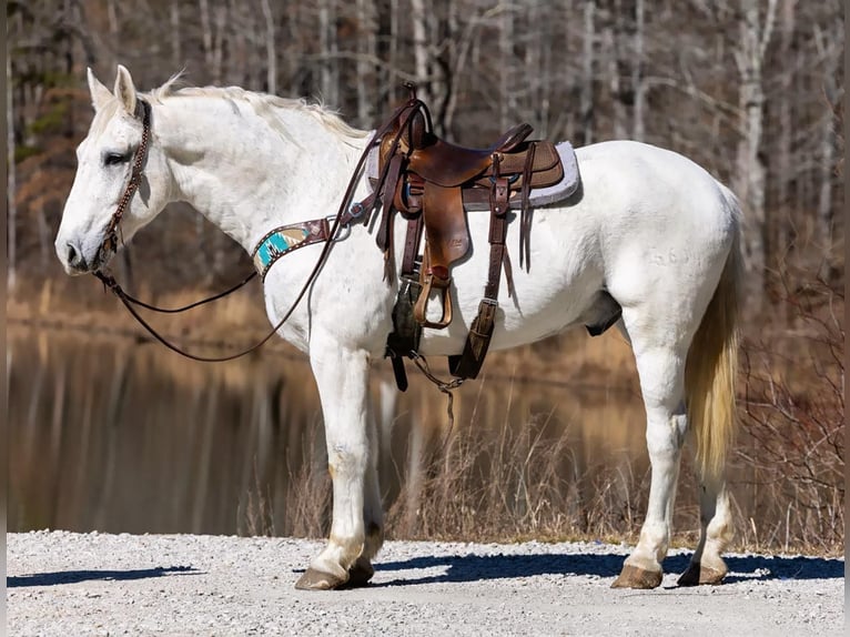 Más caballos centroeuropeos Caballo castrado 11 años 168 cm Tordo in Carlisle KY