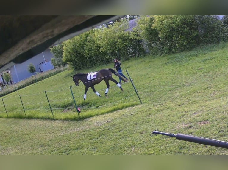 Más caballos centroeuropeos Caballo castrado 11 años 169 cm Castaño oscuro in Eisenstadt