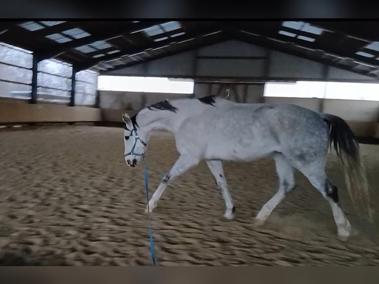 Más caballos centroeuropeos Caballo castrado 11 años 170 cm Tordo in Issum