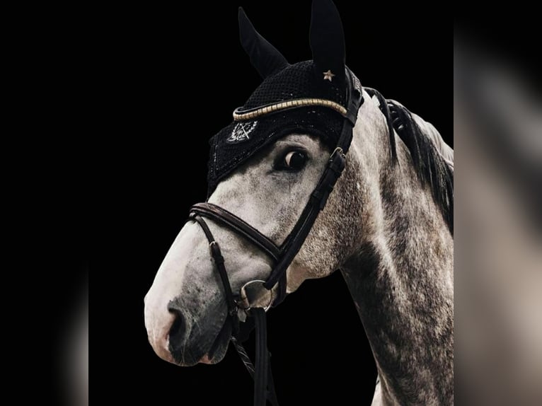 Más caballos centroeuropeos Caballo castrado 11 años 170 cm Tordo in Issum