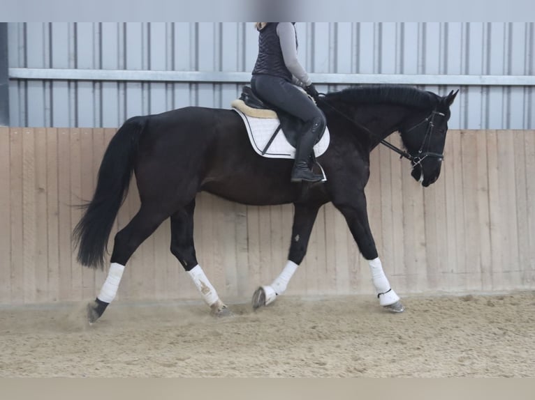 Más caballos centroeuropeos Caballo castrado 11 años 176 cm Negro in Götzendorf an der Leitha