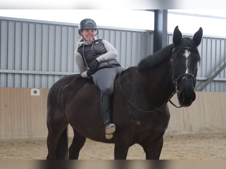 Más caballos centroeuropeos Caballo castrado 11 años 176 cm Negro in Götzendorf an der Leitha