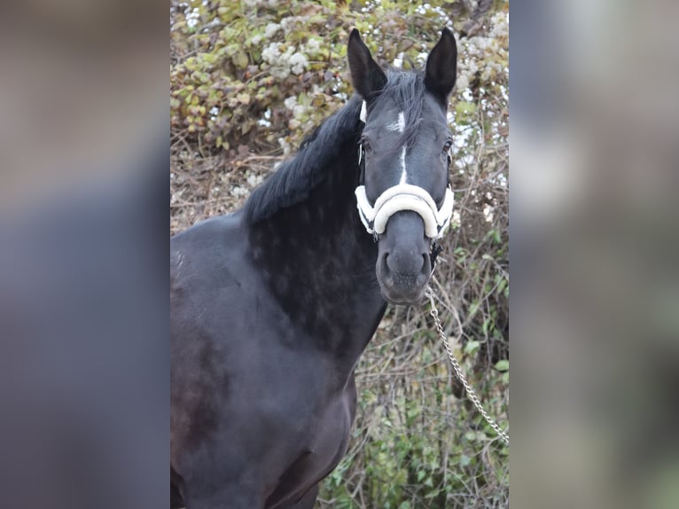 Más caballos centroeuropeos Caballo castrado 11 años 176 cm Negro in Götzendorf an der Leitha