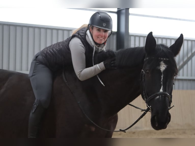 Más caballos centroeuropeos Caballo castrado 11 años 176 cm Negro in Götzendorf an der Leitha