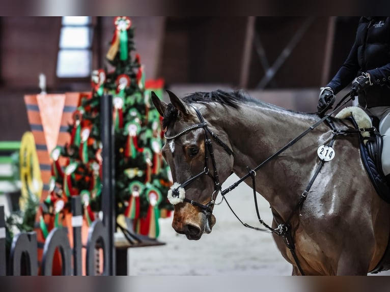 Más caballos centroeuropeos Caballo castrado 11 años 180 cm Castaño in Krabcice