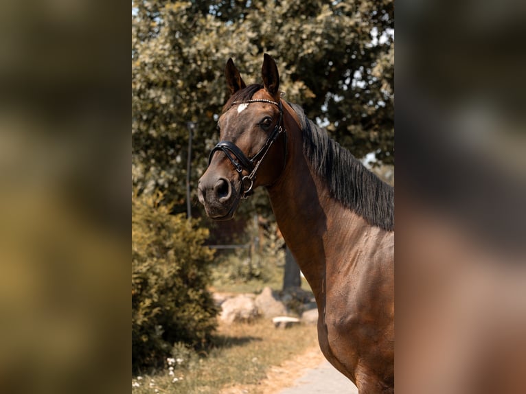 Más caballos centroeuropeos Caballo castrado 11 años 183 cm Castaño oscuro in Kaleń-Towarzystwo