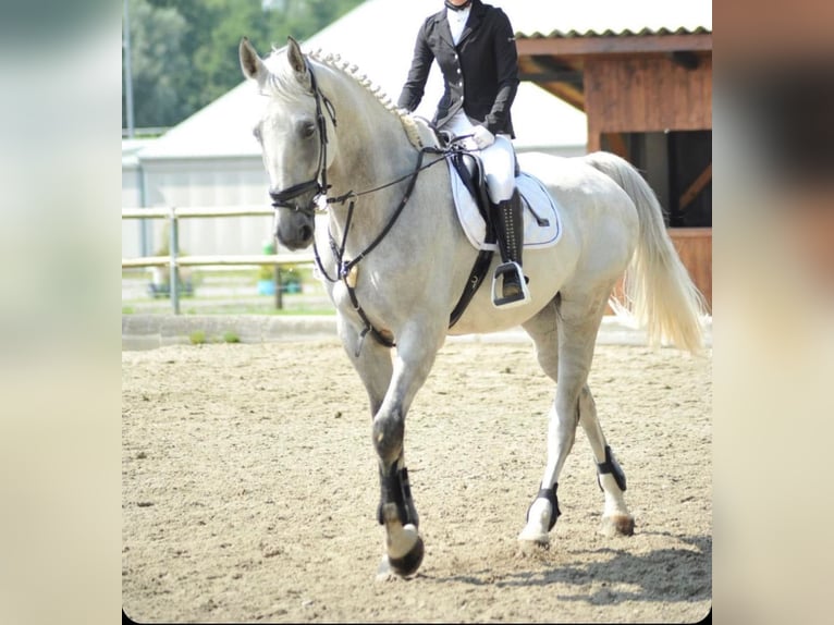 Más caballos centroeuropeos Caballo castrado 11 años 184 cm Tordo in Kalsdorf Bei Graz
