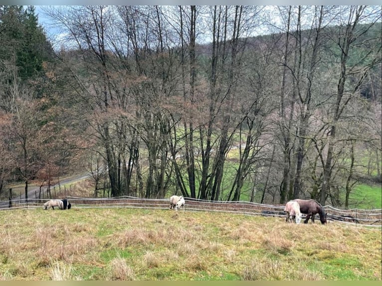Más caballos centroeuropeos Caballo castrado 11 años in Lützelbach