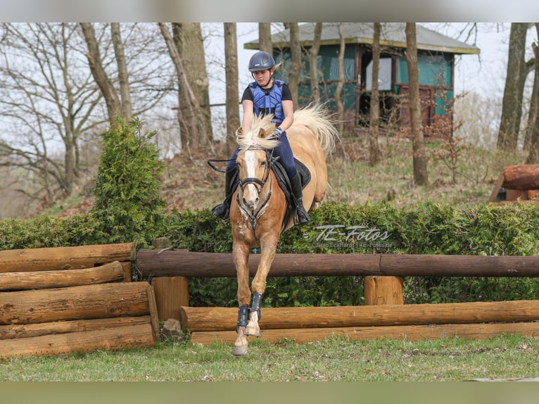 Más caballos centroeuropeos Mestizo Caballo castrado 12 años 155 cm in Krebeck