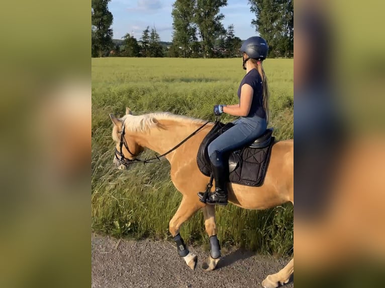 Más caballos centroeuropeos Mestizo Caballo castrado 12 años 155 cm in Krebeck