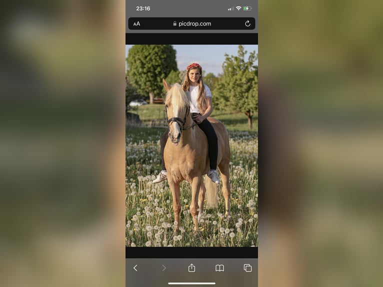 Más caballos centroeuropeos Mestizo Caballo castrado 12 años 155 cm in Krebeck
