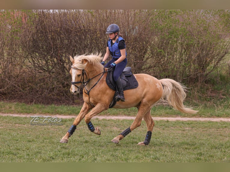 Más caballos centroeuropeos Mestizo Caballo castrado 12 años 155 cm in Krebeck