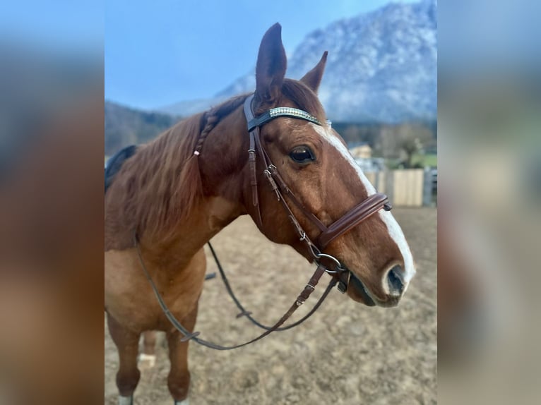 Más caballos centroeuropeos Caballo castrado 12 años 156 cm Alazán in Pelmberg