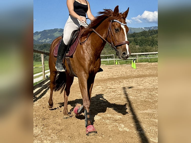 Más caballos centroeuropeos Caballo castrado 12 años 156 cm Alazán in Pelmberg