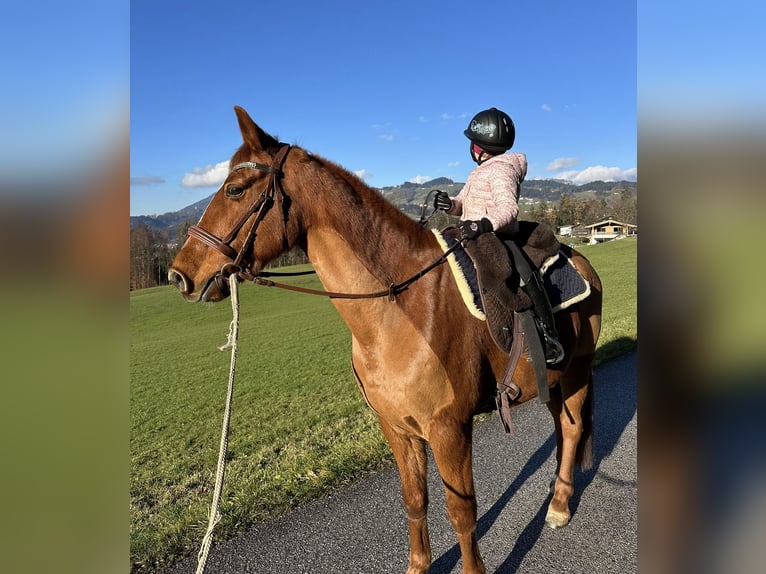 Más caballos centroeuropeos Caballo castrado 12 años 156 cm Alazán in Pelmberg