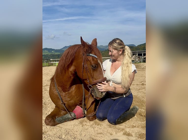 Más caballos centroeuropeos Caballo castrado 12 años 156 cm Alazán in Pelmberg