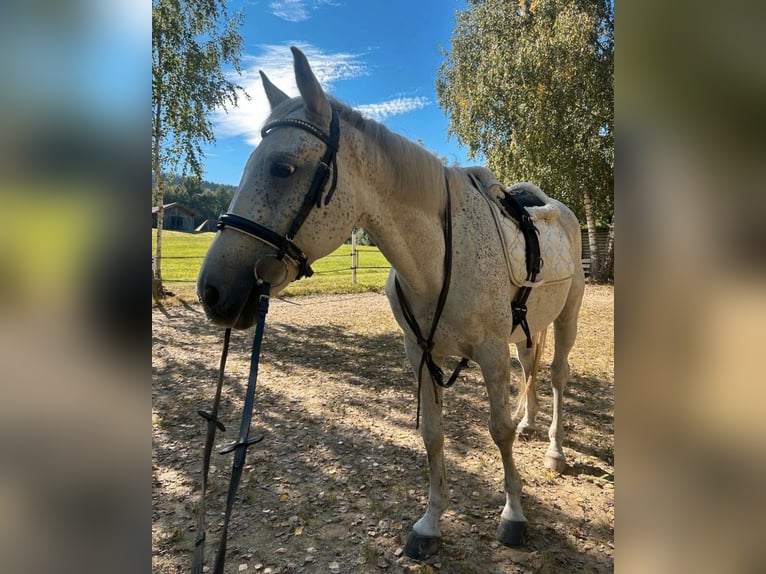 Más caballos centroeuropeos Caballo castrado 12 años 158 cm Tordo picazo in Bodenmais Más caballos centroeuropeos Caballo castrado 12 años 158 cm Tordo picazo in Bodenmais