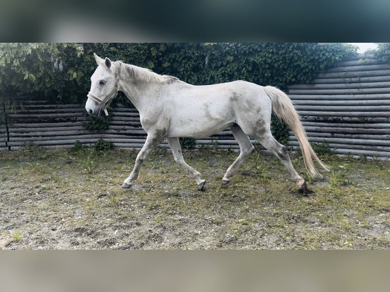 Más caballos centroeuropeos Caballo castrado 12 años 158 cm Tordo picazo in Bodenmais Más caballos centroeuropeos Caballo castrado 12 años 158 cm Tordo picazo in Bodenmais