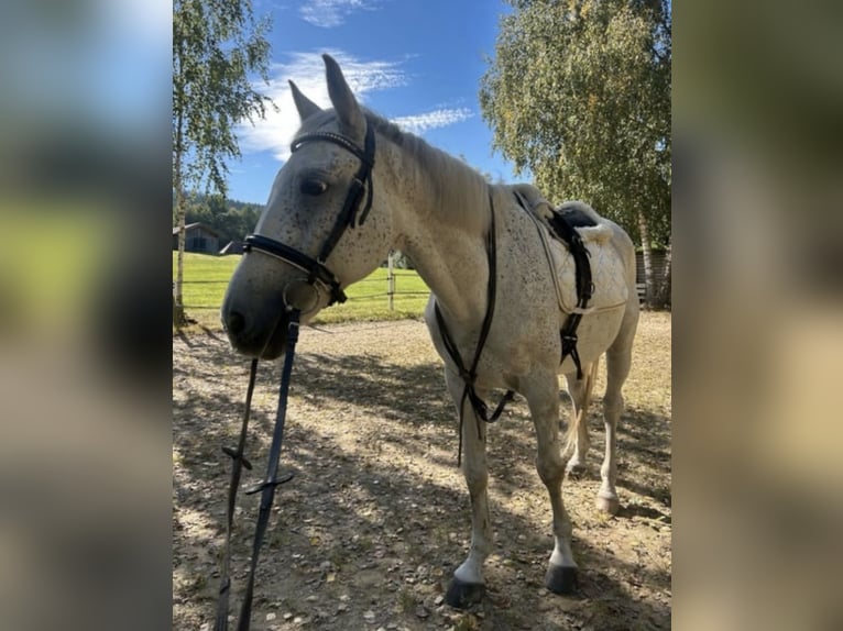Más caballos centroeuropeos Caballo castrado 12 años 158 cm Tordo picazo in BodenmaisB&#xF6;brach