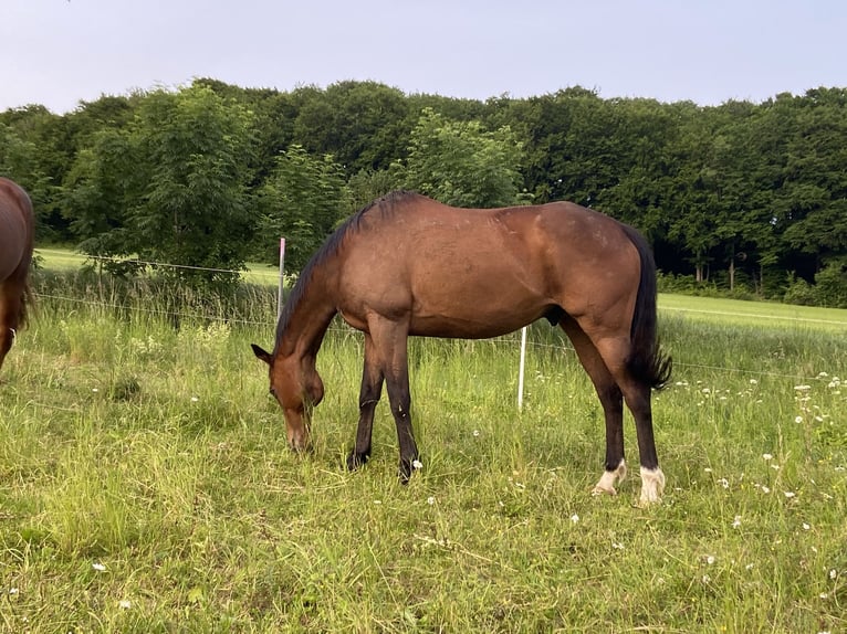 Más caballos centroeuropeos Mestizo Caballo castrado 12 años 160 cm Castaño in Dingelst&#xE4;dt