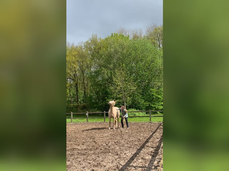 Más caballos centroeuropeos Caballo castrado 12 años 162 cm Palomino in Berlicum