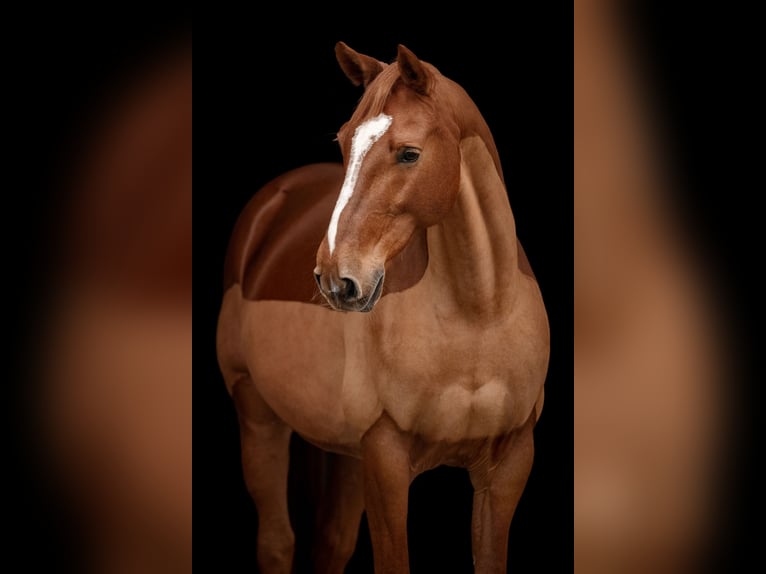 Más caballos centroeuropeos Caballo castrado 12 años 163 cm Alazán in Feldkirch
