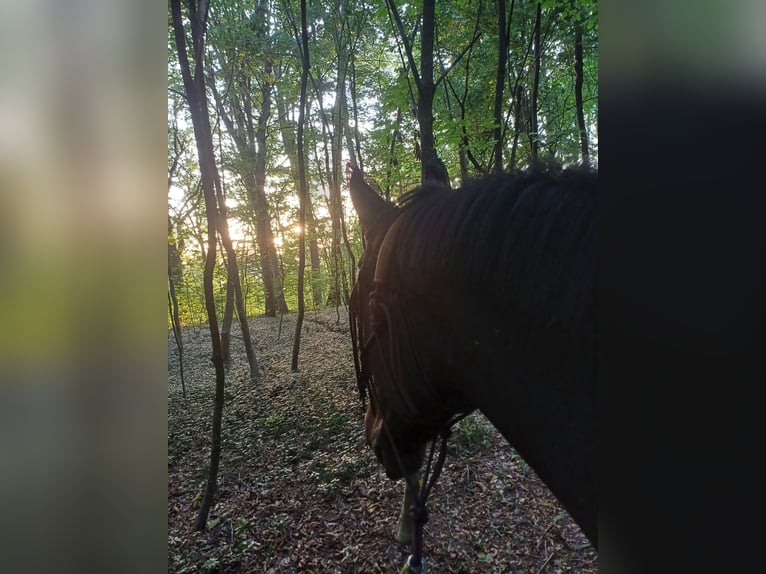 Más caballos centroeuropeos Caballo castrado 12 años 163 cm Castaño in Illertissen
