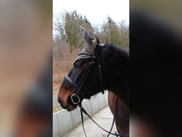 Más caballos centroeuropeos Caballo castrado 12 años 163 cm Castaño in Illertissen