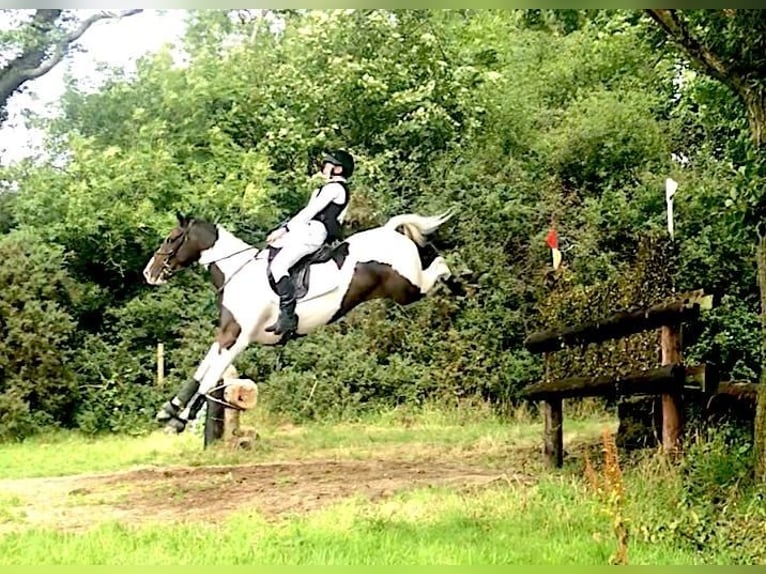 Más caballos centroeuropeos Caballo castrado 12 años 163 cm Tobiano-todas las-capas in Ballymoney