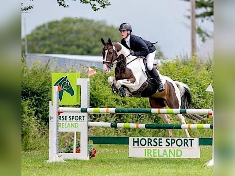 Más caballos centroeuropeos Caballo castrado 12 años 163 cm Tobiano-todas las-capas in Ballymoney