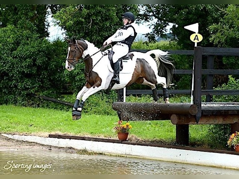 Más caballos centroeuropeos Caballo castrado 12 años 163 cm Tobiano-todas las-capas in Ballymoney