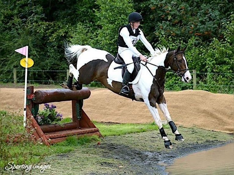 Más caballos centroeuropeos Caballo castrado 12 años 163 cm Tobiano-todas las-capas in Ballymoney