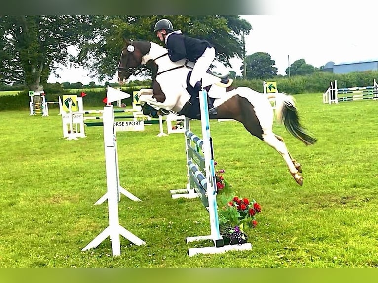 Más caballos centroeuropeos Caballo castrado 12 años 163 cm Tobiano-todas las-capas in Ballymoney