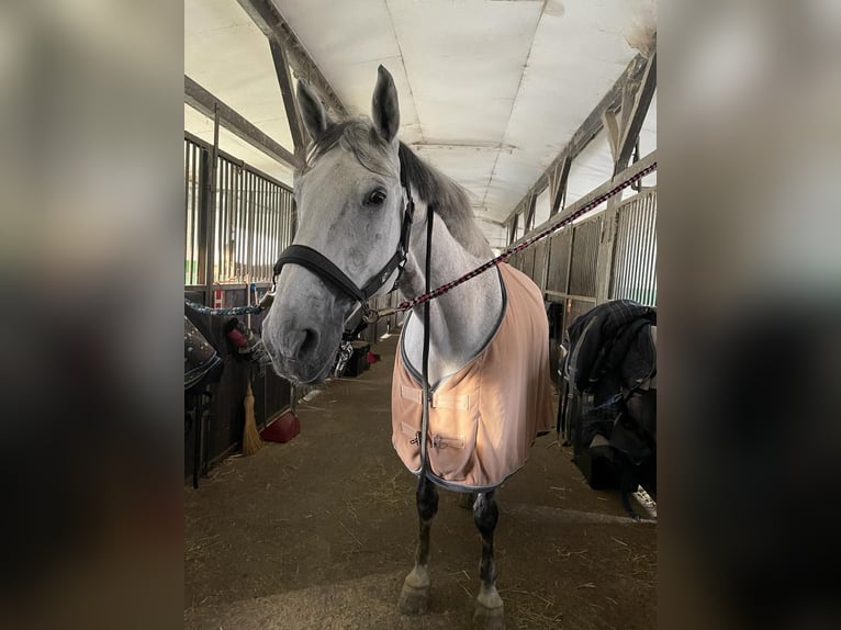 Más caballos centroeuropeos Caballo castrado 12 años 164 cm Tordo in Hamm
