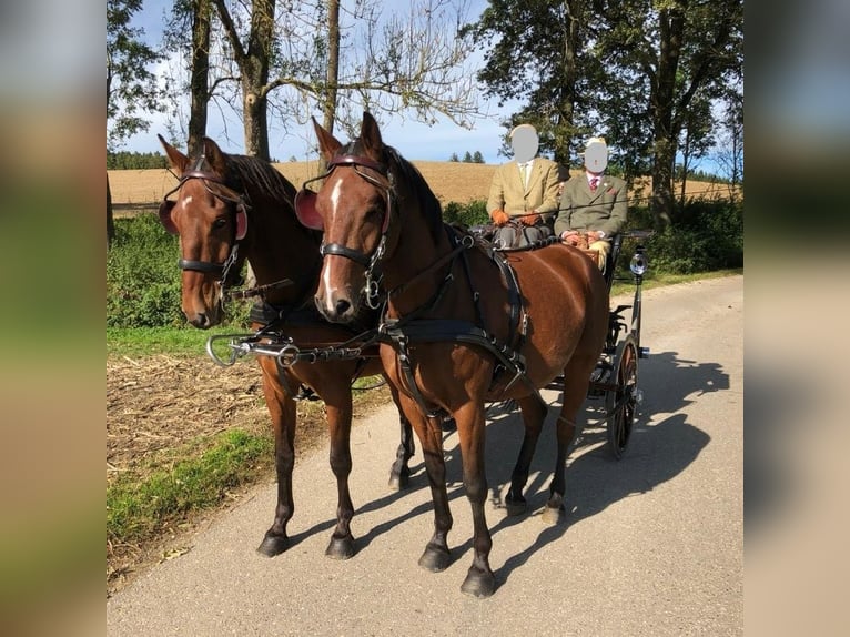 Más caballos centroeuropeos Caballo castrado 12 años 165 cm Castaño in Weilheim in Oberbayern
